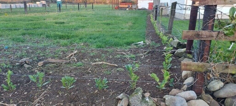 Laurel Hedging 
