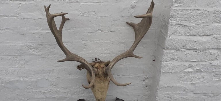 image for Stags Head Early 20th Century c.1900's 'Taxidermy' Lovely Antlers 21 Point