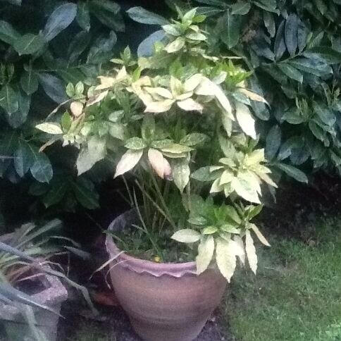beautiful large outdoor Acuba plant in large detailed terracotta pot