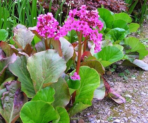 3 x Bergenia Elephant's Ears plants groundcover evergreen pink flowers very easy Woking