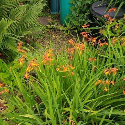 Crocosmia Plants