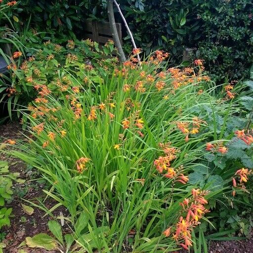 image for Crocosmia Plants