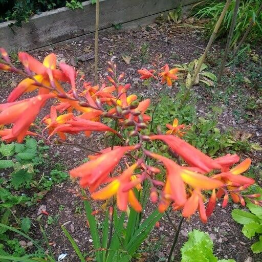 Crocosmia Plants