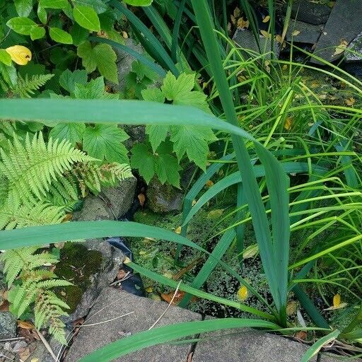 image for Waterpond Iris