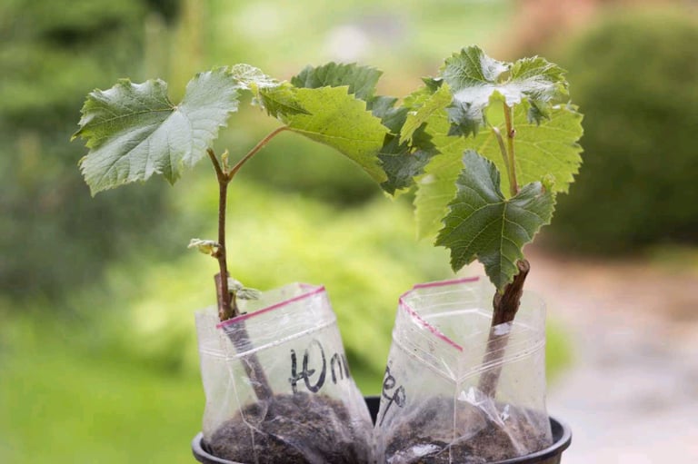 New Grape Plants 🌿🍇