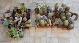 Collection of 50 Cacti and Succulent Plants plus a tray of smaller, rooted examples.