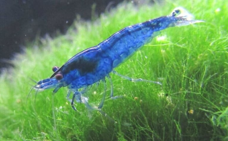 🔥🔥Juvenile RED, BLUE, LIGHT BLUE and YELLOW SHRIMP 🦐🦐  +  a free plant 🍃🌿