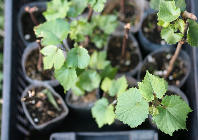 New Grape Plants 🌿🍇