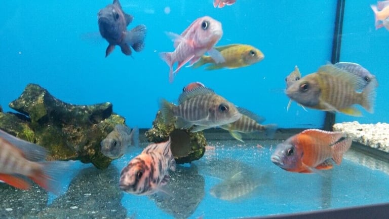 Stunning Colourful Malawi Tropical Cichlids Various types available £4 to £12