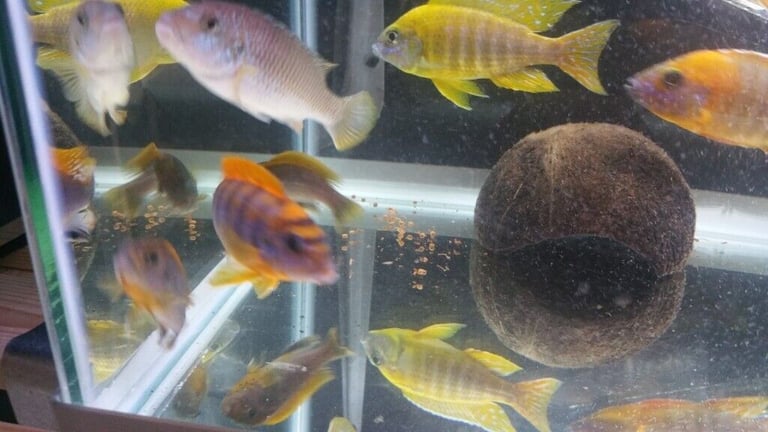 Stunning Colourful Malawi Tropical Cichlids Various types available £4 to £12