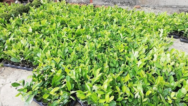 Laurel Hedging 