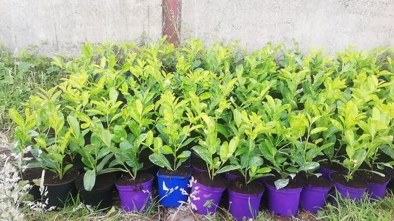 Laurel Hedging