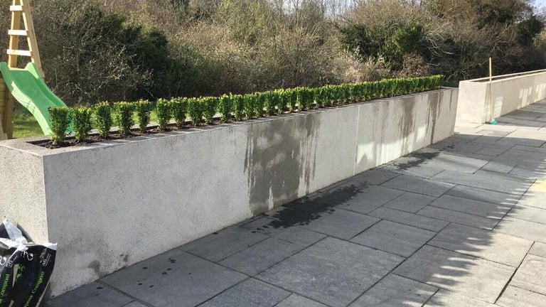 Box Hedging
