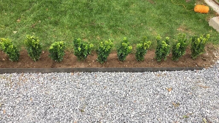 Box Hedging