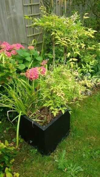 large Nandina Domestica plant in large contemporary pot (two available)