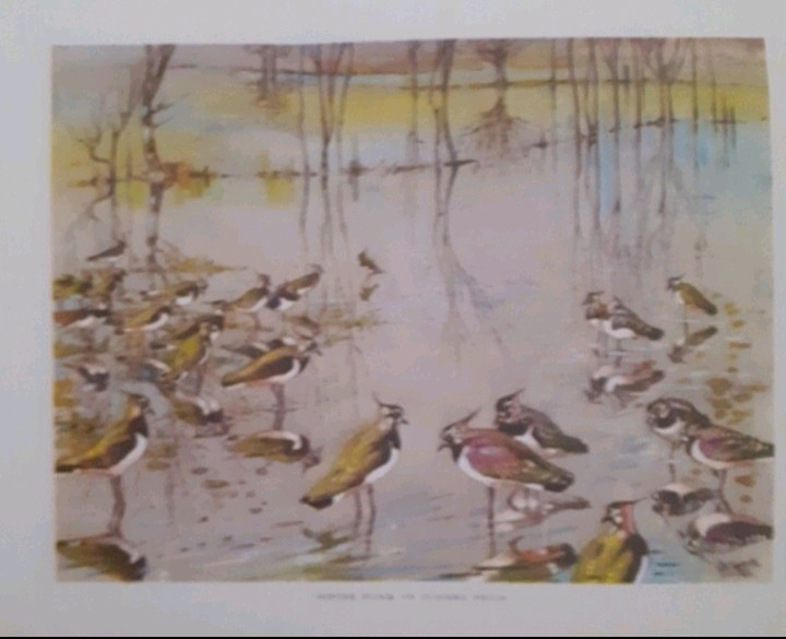  The Lapwing, book
