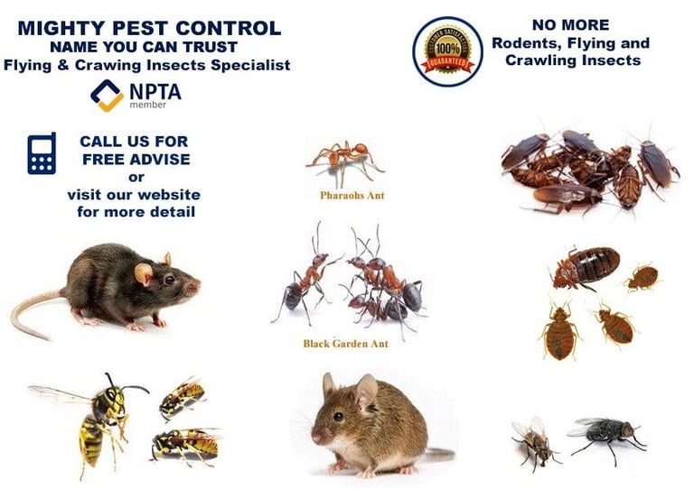 Pest Control Get rid of Bed Bugs Flea Ants Mice Wasps Edmonton Tottenham Brent Finchley Acton Ealing
