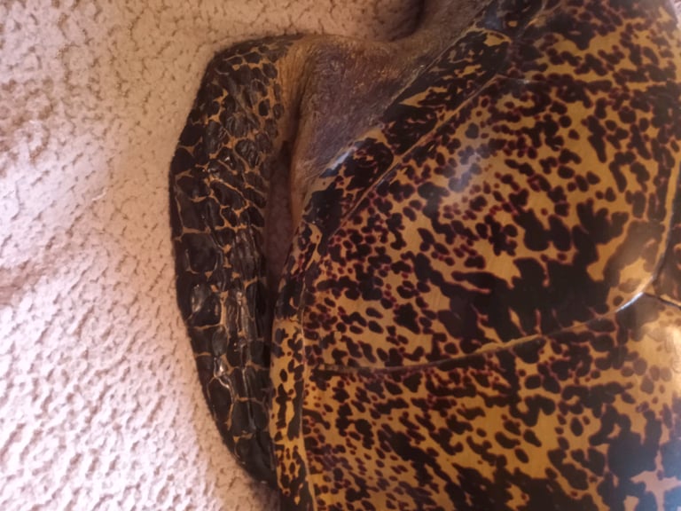 Large Resin Turtle realistic 