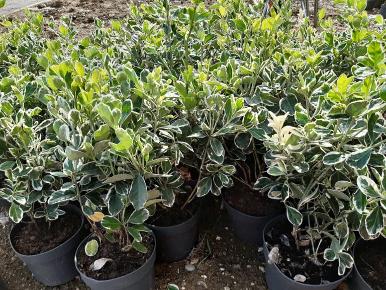 image for Evergreren variegated plants Chelmsford