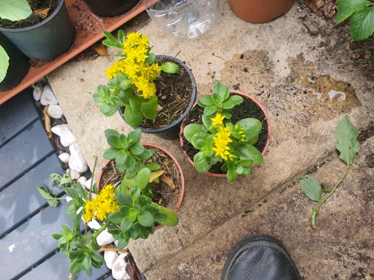 image for SUCCULENT Sedum kimnackii - Hardy Succulent Rockery, never dies not ev