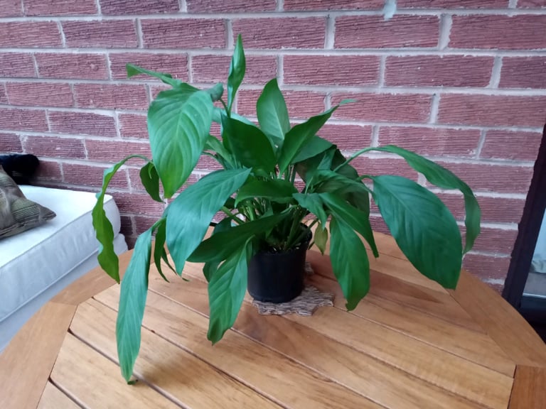 image for Two peace lily indoor house plants