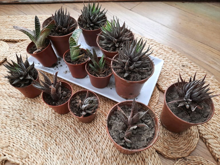 image for Succulent plants small 50p, large £1