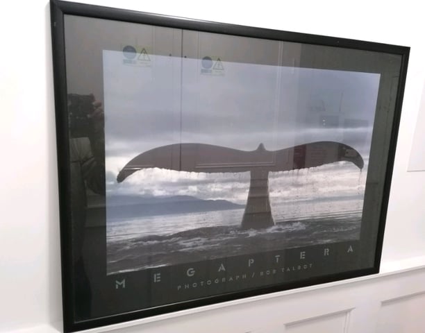Bob Talbot 80s vintage poster Megaptera Megaptera by Bob Talbot -20''x16'' framed whale print