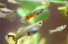  Assorted Guppy Fish - Live Tropical Fish - £1 each