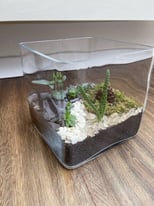 Square glass terrarium with succulent plants. Collect from Chichester