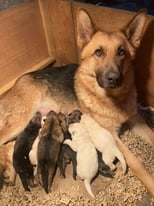 Beautiful German Shepherd Puppies *FOR SALE*