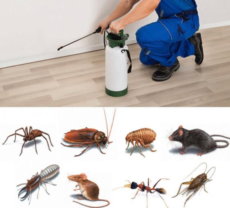 image for Pest control services Rat mice bedbugs cockroaches 24/7 call outs 
