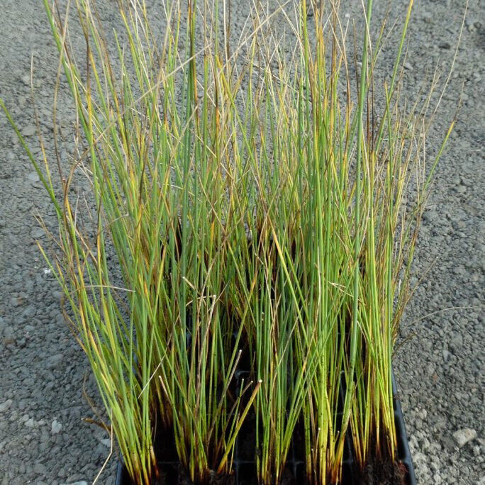 image for Norfolk Reed (Phragmites australis) Native. Shallow water, marginal pond, plant, postage