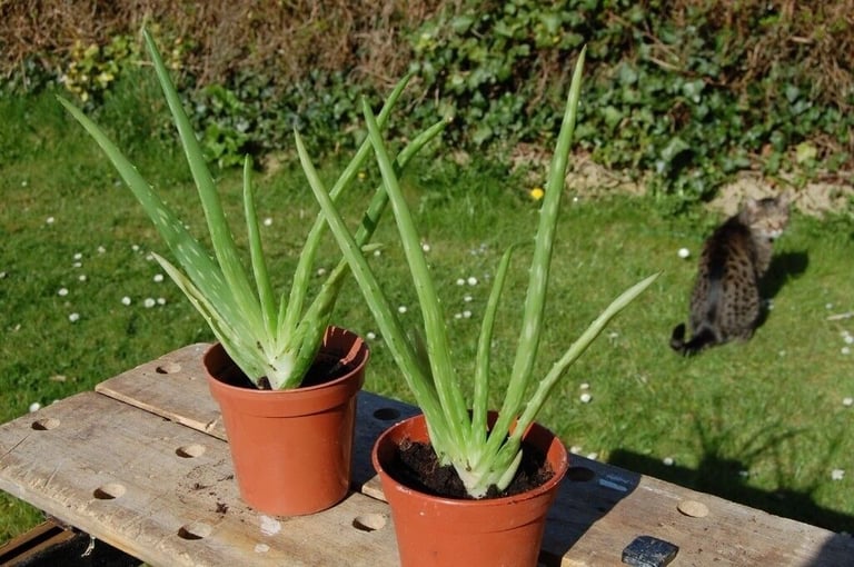 image for Aloe Vera plant Buy1get1 Organic health remedy home-grow allergy skin care decor garden green house
