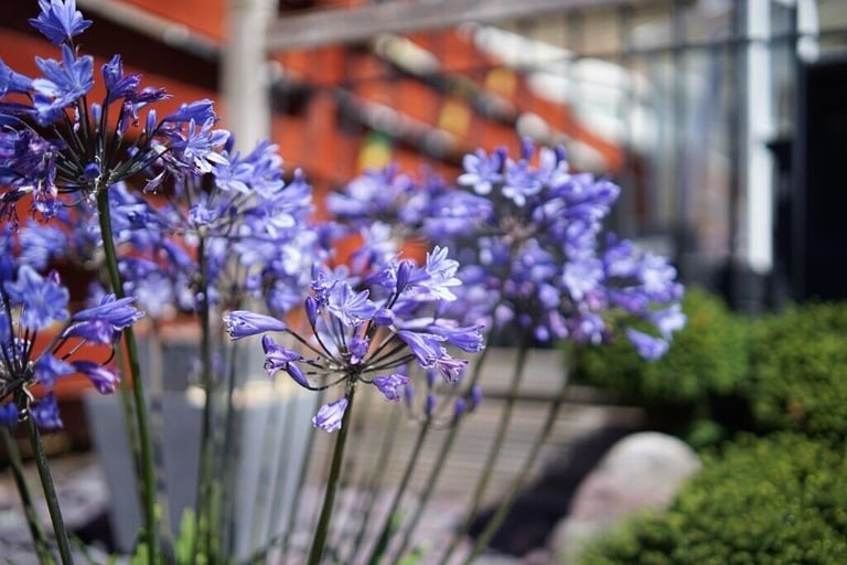 Samyang AF 35mm F1.8 (Full Frame Sony E-Mount)