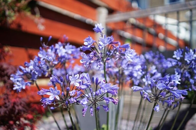 Samyang AF 35mm F1.8 (Full Frame Sony E-Mount)