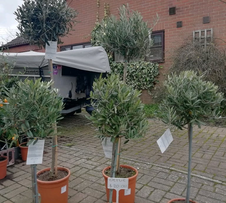 Standard OLIVE trees for sale in Orford in Woodbridge, Suffolk Gumtree