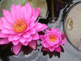 Chinese Wellness Full Body Massage Centre