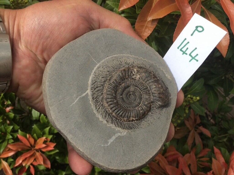 image for Fossil stone Ammonites fully prepped and cleaned for sale
