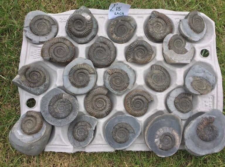 image for Fossil Ammonites cleaned and prepped for sale
