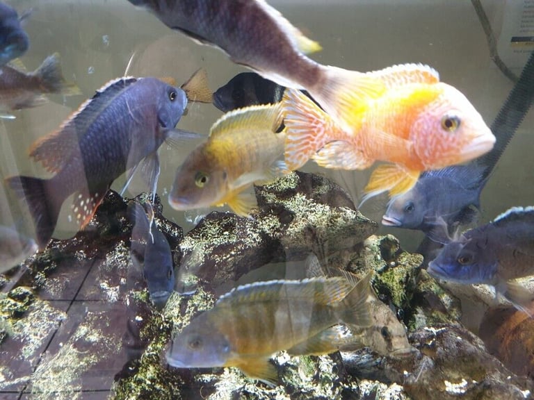 Stunning Colourful Malawi Tropical Cichlids Various types available £4 to £12