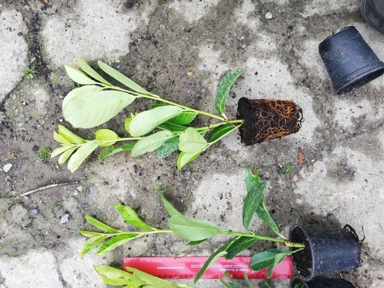 Laurel Hedging