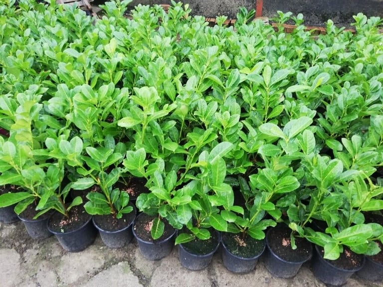 Laurel Hedging