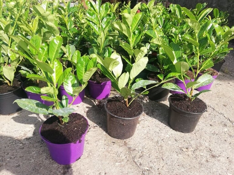 Laurel Hedging