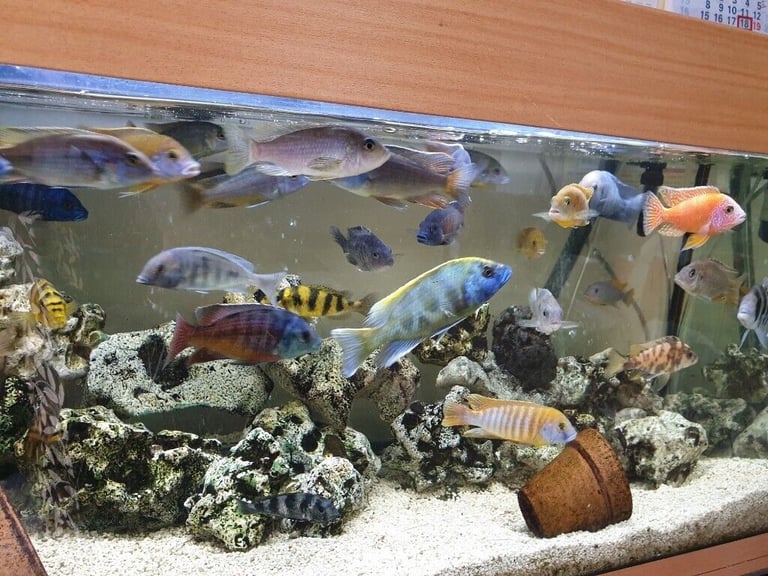 Stunning Colourful Malawi Tropical Cichlids Various types available £4 to £12