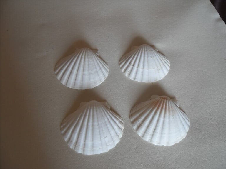 Dinner Party Time - x4 Real Shells to serve scallops, etc - £20