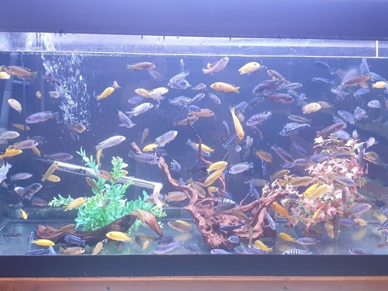 Stunning Colourful Malawi Tropical Cichlids Various types available £4 to £12
