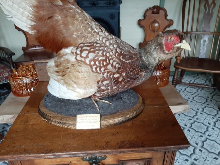 Taxidermy pheasant on wood base