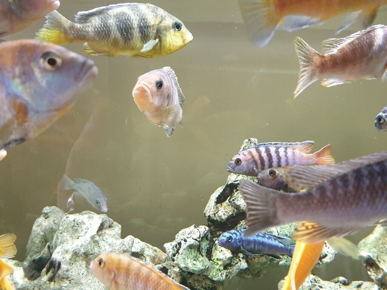 Stunning Colourful Malawi Tropical Cichlids Various types available £4 to £12