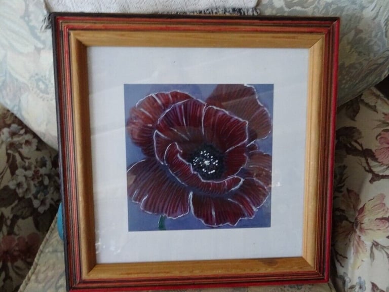  Picture of a Poppy- Pine frame