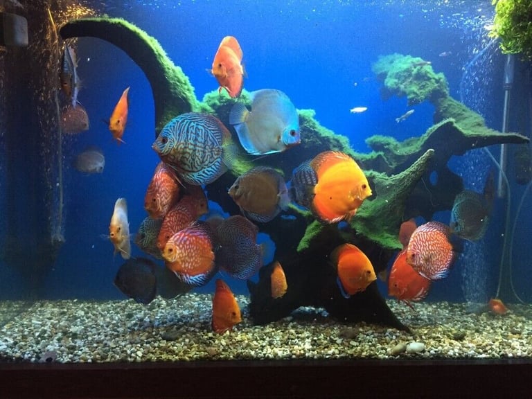 Live fishes outlet for sale